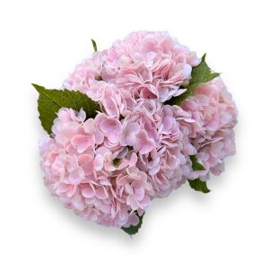 Hortensia  pink