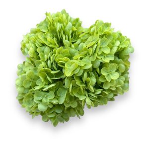 Hortensia  green