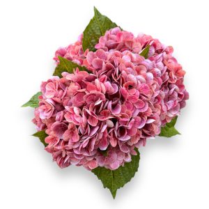 Hortensia  Fuchsia