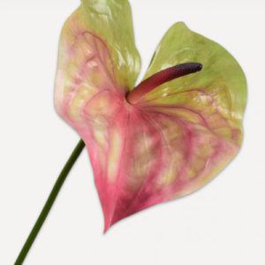 Peach green Anthurium
