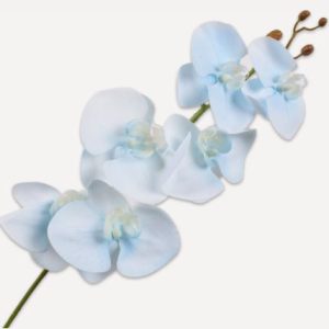 Light blue orchid
