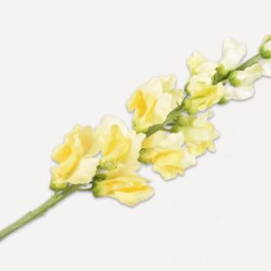 SNAPDRAGON SPRAY YELLOW