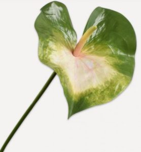 Green and white Anthurium