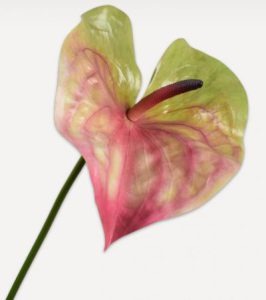 Green and pink Anthurium