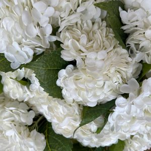 Hortensia  white
